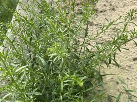 Клоповник знехтуваний