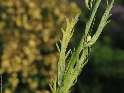Lepidium sagittulatum