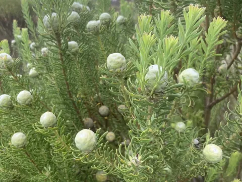 Leucadendron