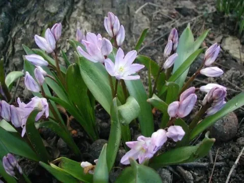 Chionodoxa