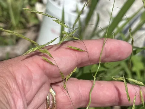 Rice cutgrass
