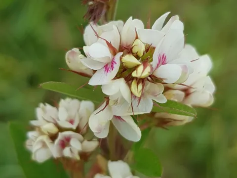 Hairy lespedeza