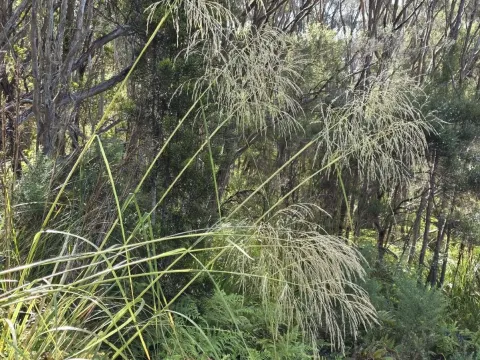 Chionochloa