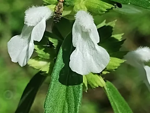 Leucas lavandulifolia