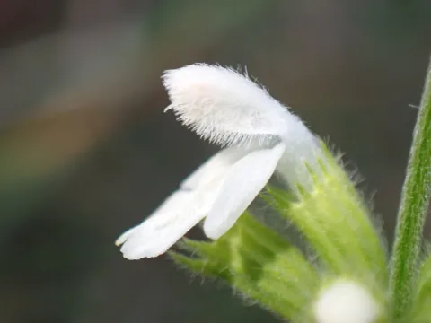 Leucas lanata