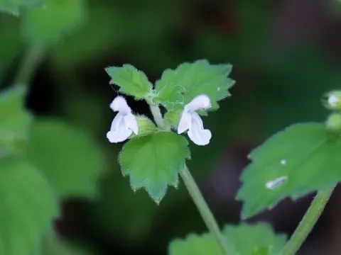 Левкас мягчайший