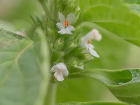 Leucas urticaefolia
