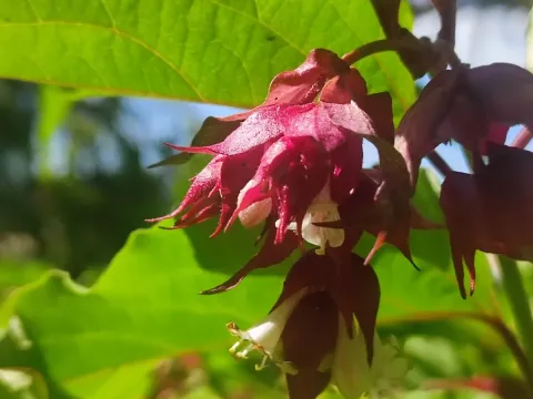 Leycesteria