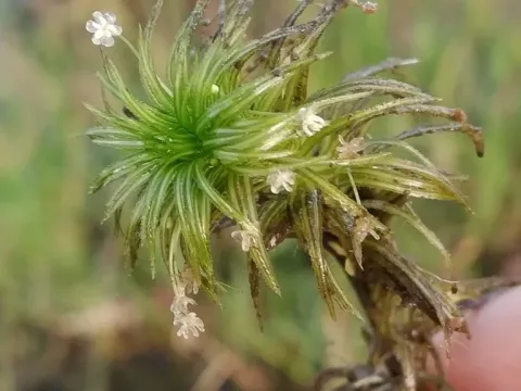 Lagarosiphon cordofanus