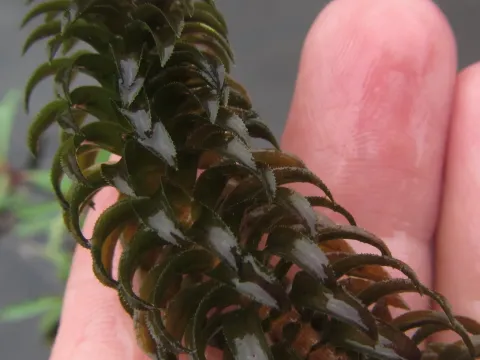 Lagarosiphon ilicifolius