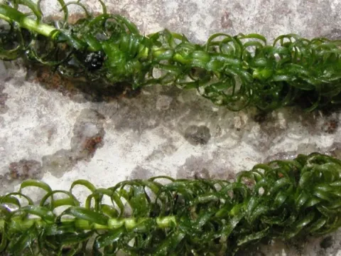 Lagarosiphon madagascariensis