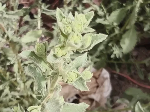 Blumea viscosa