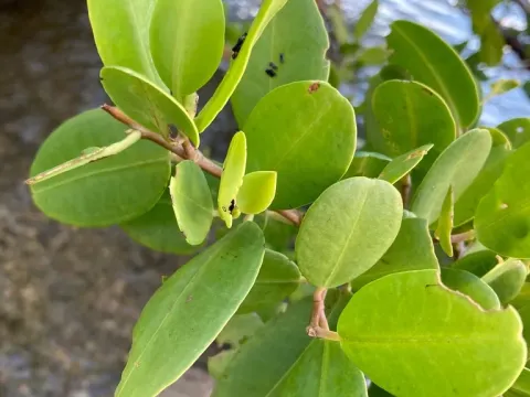 Laguncularia