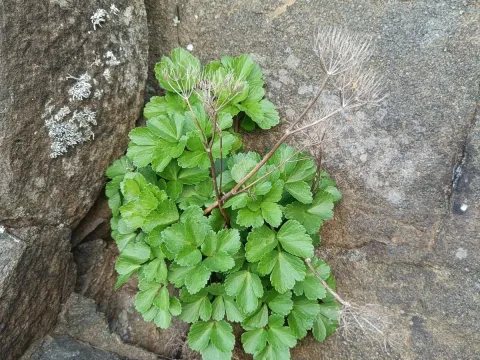Ligusticum