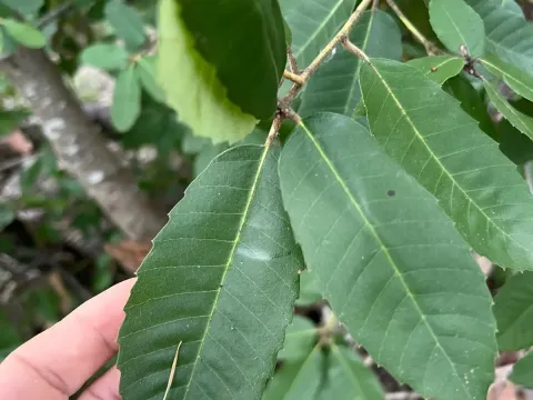 Notholithocarpus