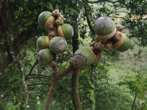 Lithocarpus