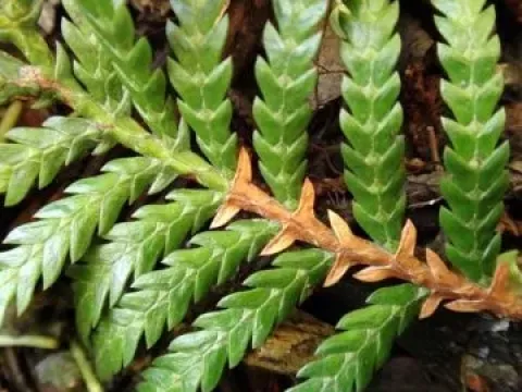 Libocedrus austrocaledonica