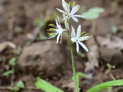 Хлорофітум
