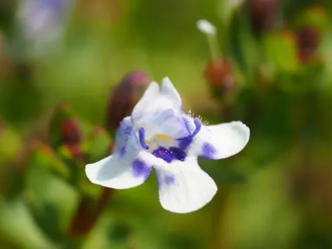 Lindernia