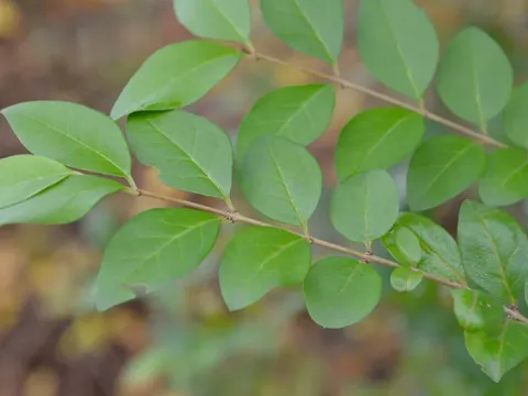 Amur privet