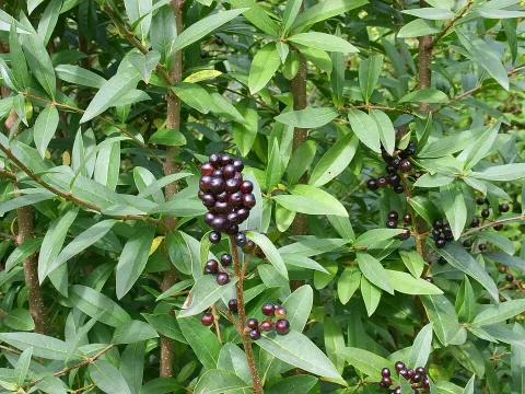 Henry's privet
