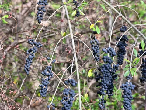 Quihou privet