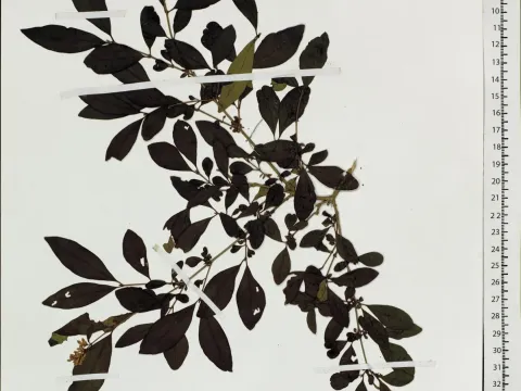 Tschonoski privet
