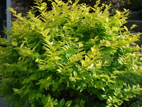 Vicary privet