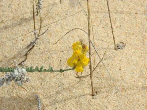Linaria lamarckii