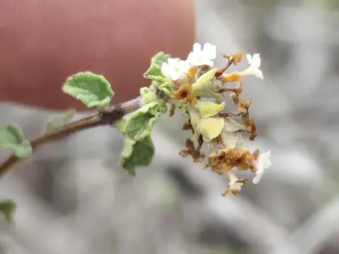 Mexican oregano