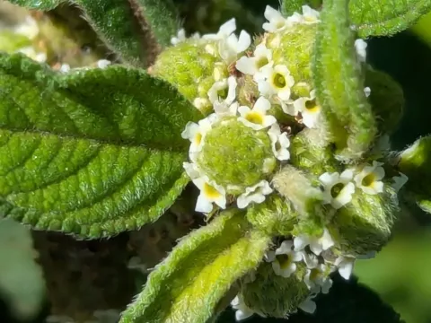 Lippia javanica
