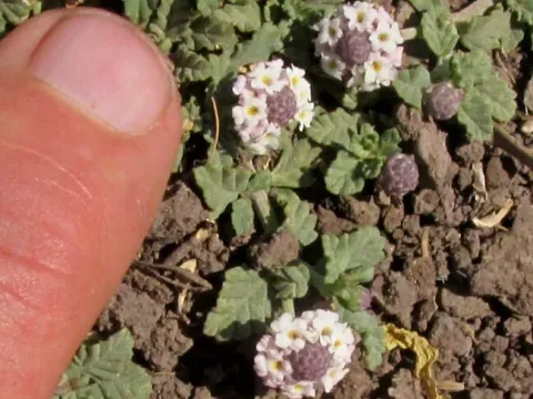 Lippia reptans