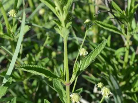 Lippia rehmannii