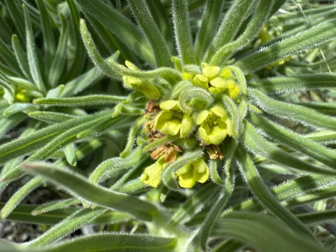 Western stoneseed