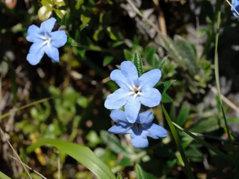 Lithospermum zollingeri