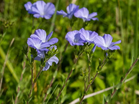Hirsute flax