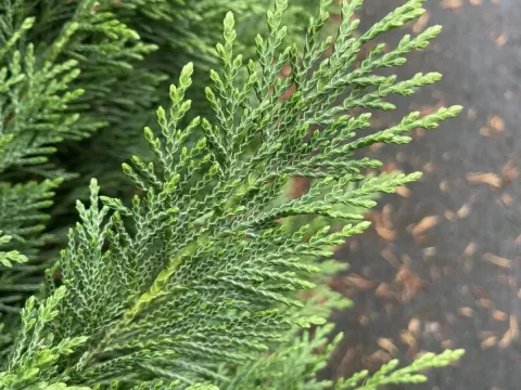 Cypress