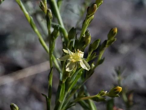 New Mexico flax
