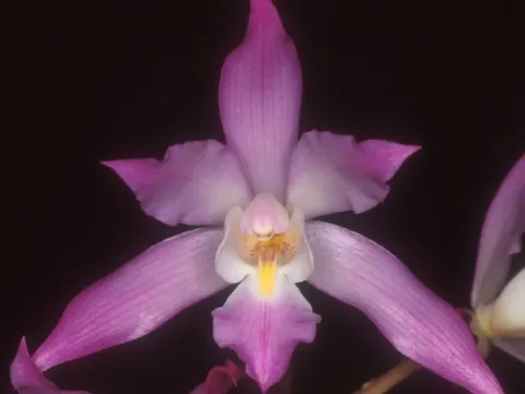 Laelia