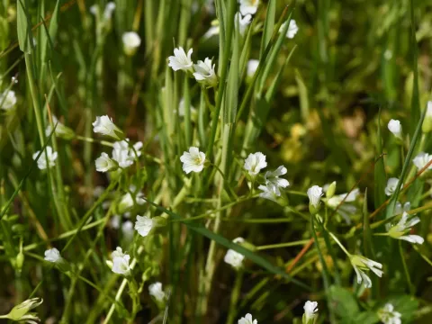 Limnanthes bakeri
