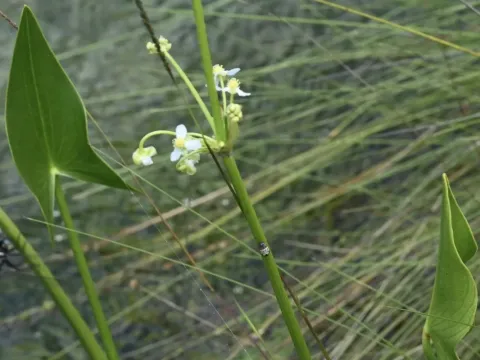 Limnophyton