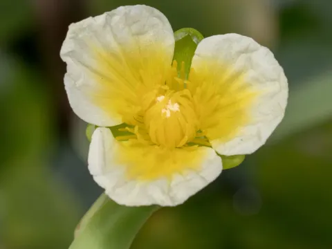 Лимнохарис