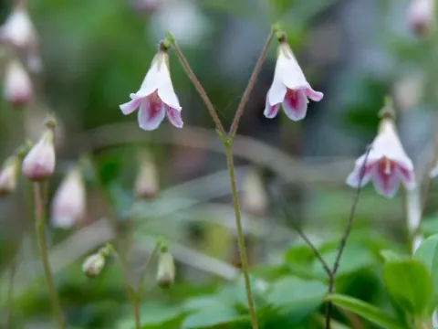Linnaea