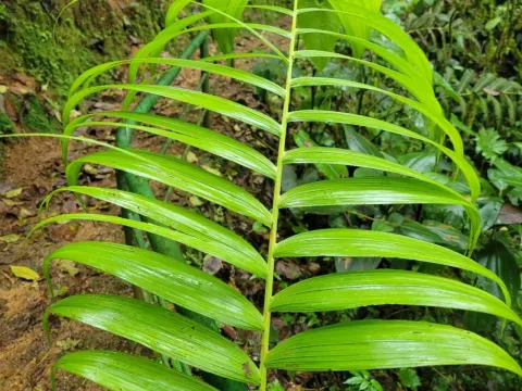 Chamaedorea
