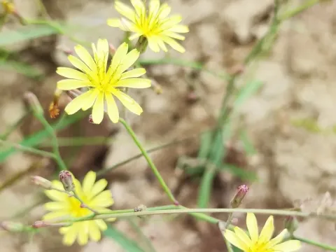 Launaea cornuta