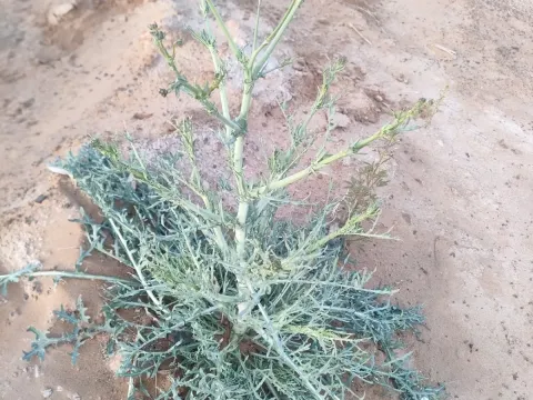 Launaea mucronata