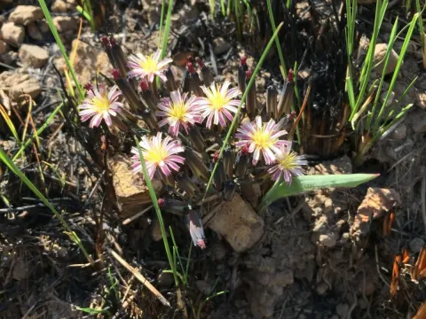 Launaea nana