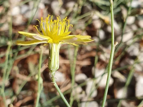 Launaea nudicaulis