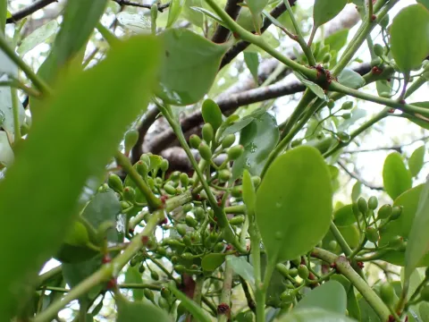 Ileostylus