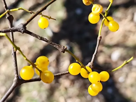 Лорантус